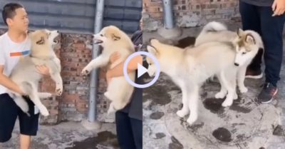 Video: Hai chú chó khẩu chiến dữ dội khi có chủ chống lưng
