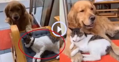 Video: Chú chó gâu đần chăm sóc mèo như đang nuôi thú cưng
