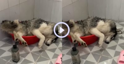 Video: Chú chó Husky lăn ra ngủ khi đang tắm