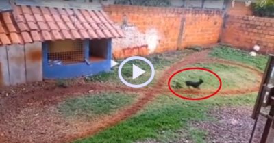 Video: Chú cún tập chạy vòng số 8 để ‘thi bằng lái’