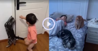 Video: ‘Bảo mẫu’ mèo mở cửa, bật đèn cho cậu chủ