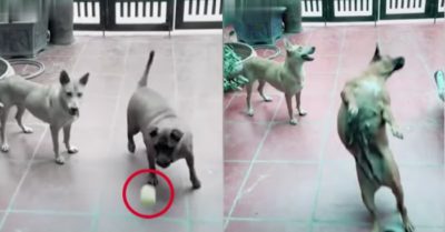 Video: Chú chó cưng ngã dập mông khi nhảy lên bắt bóng