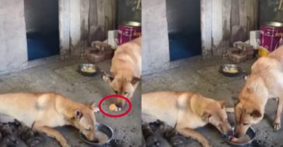Video: Chó mẹ biết đồng cảm khi chia sẻ thức ăn cho nhau