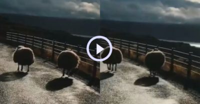 Video: Hai chú cừu như hai cục bông vui nhộn trên đường