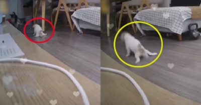 Video: Cún con bị dị tật ở chân vẫn lết ra cửa mừng đón cô chủ về nhà