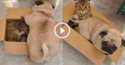 Video: Cún lấy thịt đè người giành chỗ nằm của mèo