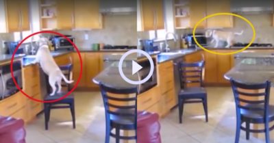 Video: Cún cưng mở lò vi sóng lấy trộm đồ ăn