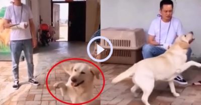 Video: Chó cưng cà khịa cậu chủ bị gãy tay