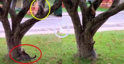 Video: ‘Đố anh bắt được em’ phiên bản mèo và sóc