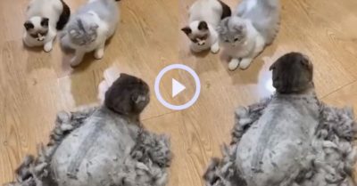Video: Chú mèo ngạc nhiên khi thấy bạn bị sen cạo lông