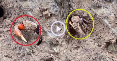 Video: Con cua ngụy trang như anh lính đặc công chuyên nghiệp