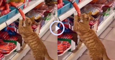 Video: Mèo vàng vô tư ăn vụng xúc xích trong siêu thị