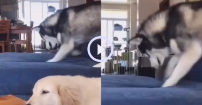 Video: Chú chó Husky tranh thủ phá phách khi chủ vắng nhà