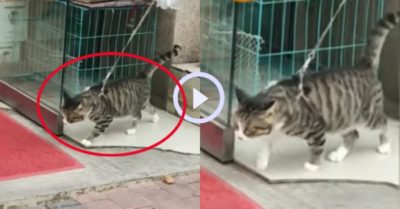 Video: Chú mèo chăm chỉ tập thể dục để giảm cân