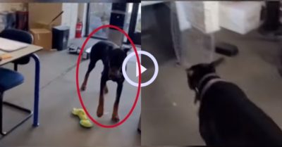 Video: Chú chó chạy vào chuồng để trốn tội phá nhà