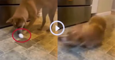 Video: Cầu thủ chó cưng trượt ngã bởi quả trứng