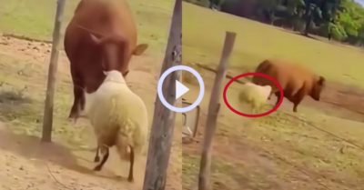 Video: Màn phản công dữ dội của chú cừu trước con bò cao lớn
