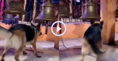 Video: Chú chó Becgie hớn hở chơi rung chuông