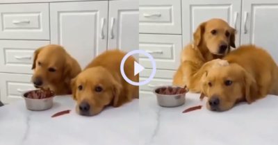 Video: Chú chó gâu đần tốt bụng biết chia sẻ đồ ăn và an ủi bạn