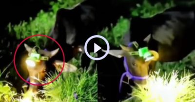 Video: Chú bò đeo đèn pin ăn cỏ giữa ban đêm