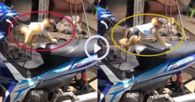 Video: Chú khỉ con giật nảy mình khi nhảy lên yên xe nóng gắt