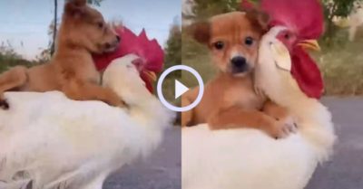 Video: Chú gà trống kiên nhẫn để cún con cưỡi trên lưng