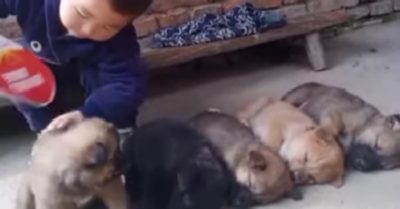 Video: Bé trai vỗ về, quạt cho đàn cún ngủ