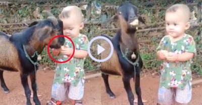 Video: Chú dê tham ăn ngoạm hết phần bánh của bé trai