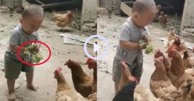 Video: Cậu bé khóc thét khi đàn gà tranh ăn đồ trên tay mình