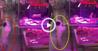 Video: Chú chó đứng bằng hai chân xin thức ăn trước quầy thịt