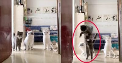 Video: Đàn mèo vượt chướng ngại vật