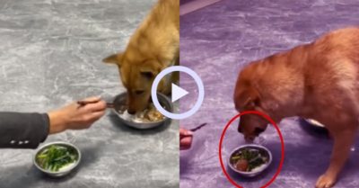 Video: Chú chó sẵn sàng chia sẻ thức ăn của mình cho chủ