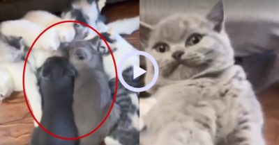 Video: Mèo lớn giành bú sữa mẹ với mèo em