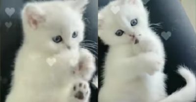 Video: “Tan chảy” với biểu cảm đáng yêu của chú mèo cưng