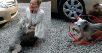 Video: Chú chó ngất xỉu vì quá mừng khi cô chủ trở về