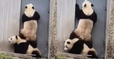 Video: Gấu trúc leo lên lưng bạn để tìm cách mở cửa