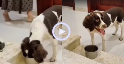 Video: Chó cưng nổi đóa vì cô chủ lén đi chơi một mình