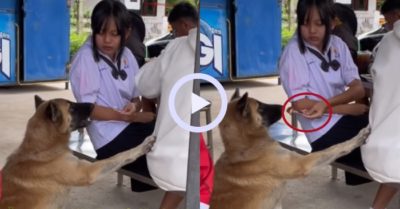 Video: Chú chó kéo áo thực khách để xin ăn