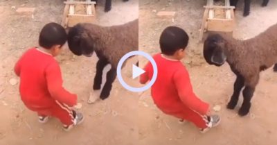 Video: Bé trai ngã dập mông vì húc nhau với cừu