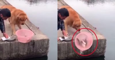 Video: Chú chó Gâu đần giải cứu đàn cá, không cho ông chủ sát sinh