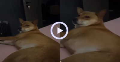 Video: Chó cưng mơ màng nhìn sen khi bị thức dậy