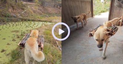 Video: Chú chó giúp chủ cõng củi về nhà