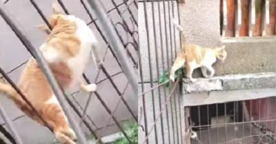 Video: Chú mèo luồn qua song sắt vào nhà như se chỉ luồn kim