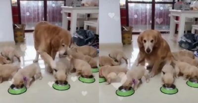 Video: Chó mẹ Gâu đần tất bật với đàn con đông đúc
