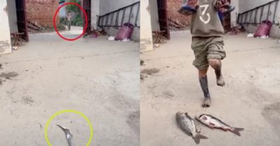 Video: Bé trai được tha đòn khi mang hai con cá về nhà
