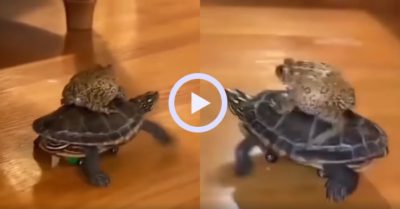 Video: Chú rùa nằm trên ván trượt cõng cóc đi chơi