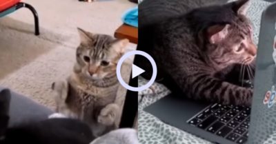 Video: Tan chảy trước biểu cảm siêu cute của những chú mèo cưng