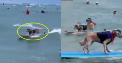 Video: Chó cưng so tài lướt ván siêu ngầu trên bãi biển