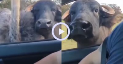 Video: Chú trâu đến tận xe du khách xin ăn ké