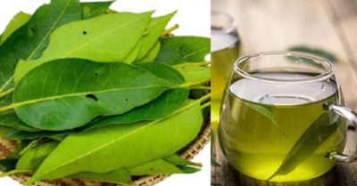 12 tác dụng của lá vối đối với sức khỏe
